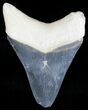 Serrated Bone Valley Megalodon Tooth #18458-1